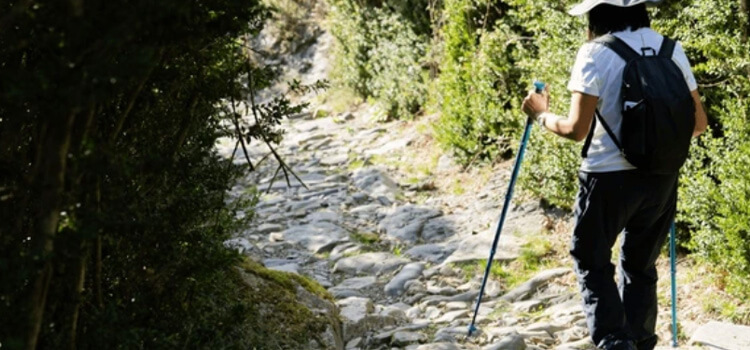 best collapsible trekking pole